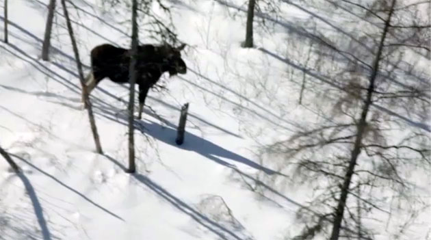 Tracking moose