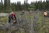 Land clearing