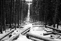 Approximately two metres wide cleared strip