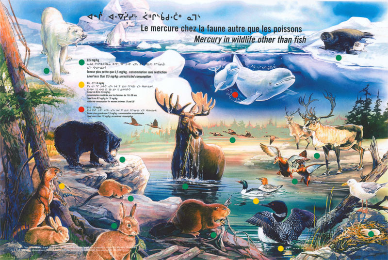 This poster shows the mercury levels in the various wildlife species consumed by the Crees, including beluga, seal, bear, beaver, caribou and ducks.