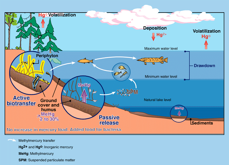 The flooded soil and vegetation provide food for the bacteria that convert the inorganic mercury to organic mercury. Reservoir impoundment does not lead to an increase in the quantity of mercury present, but it facilitates its conversion into organic mercury, which intensifies its transfer to—and accumulation in—plankton and fish.