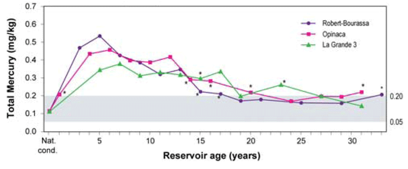Figure 1.4 shows that mercury levels in lake whitefish (insect-eating fish) from the reservoirs in the western sector of the La Grande complex increased for about 20 years, before returning to levels equivalent to those measured in the region's natural lakes.