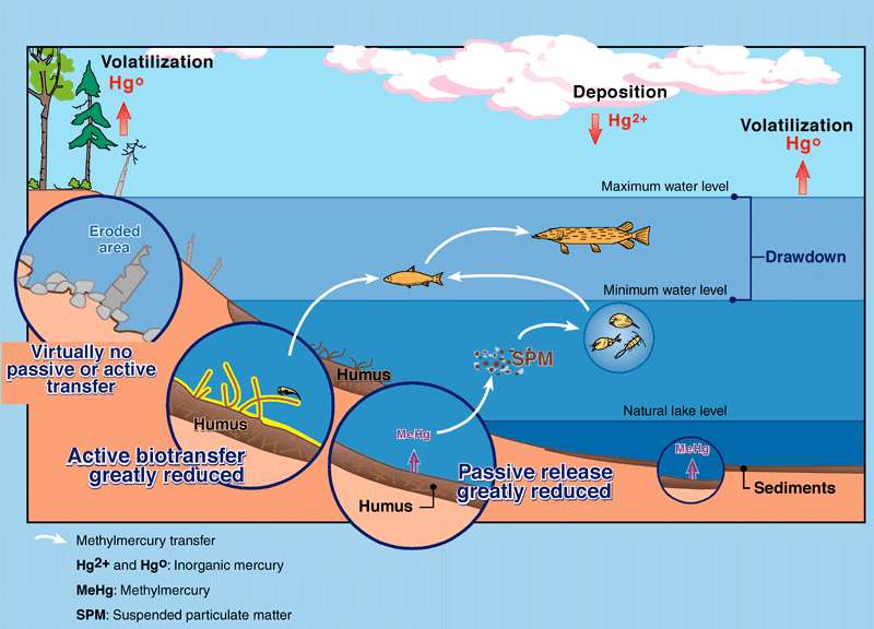 The increased methylmercury production generally ends 8 to 10 years after impoundment, due to the rapid depletion of the readily decomposable elements of the flooded soil and vegetation, which provide food for the bacteria that convert the inorganic mercury to methylmercury. After this time, methylmercury transfer to fish is reduced to the level occurring in natural lakes.