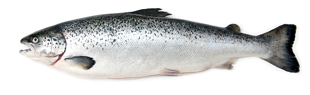 saumon