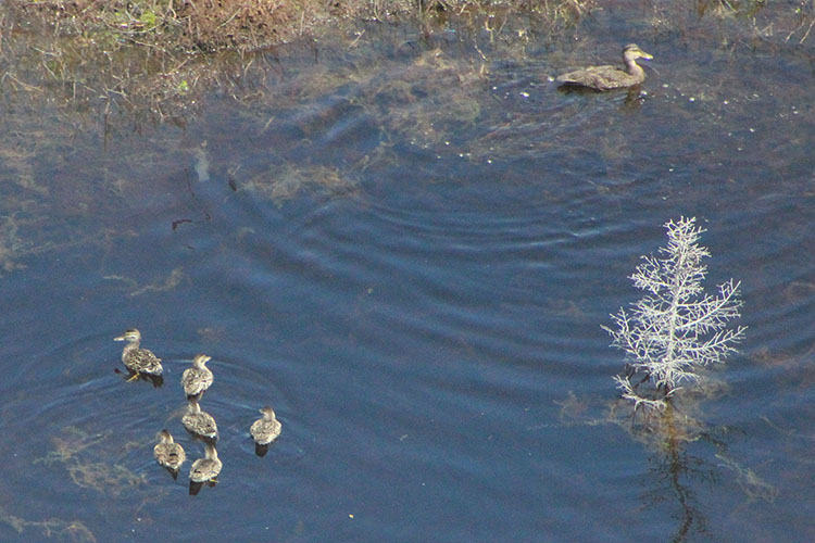 canard