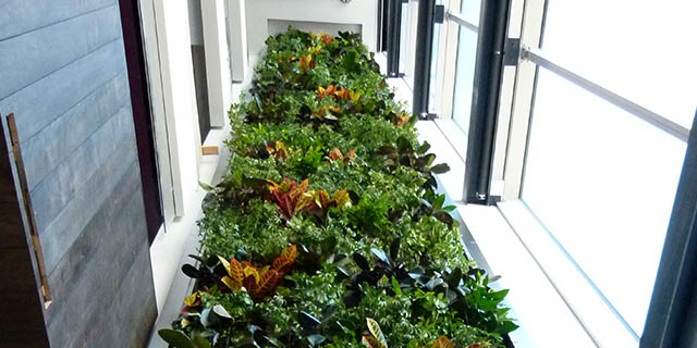 The green wall inside the Centre for Sustainable Development.