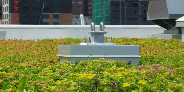 The green roof.
