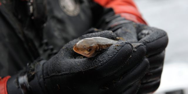 The river's salmon population is studied, monitored and protected.
